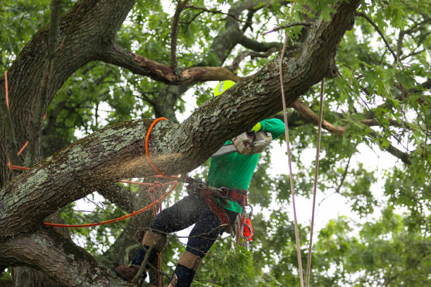 Best Tree Trimming and Pruning  in Wanatah, IN